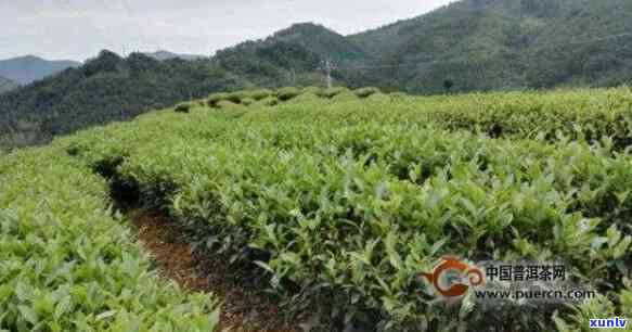 云南东方美人茶产地在哪里，探寻云南东方美人茶的故乡：揭秘其独特产地