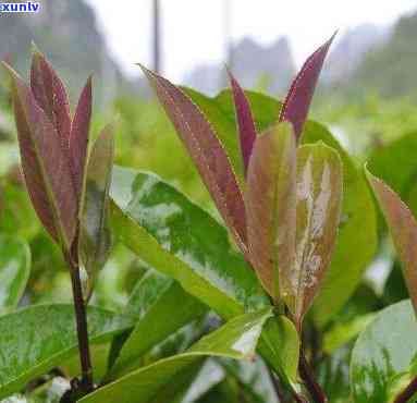 小叶苦丁茶原产地：探寻其源头与生长环境