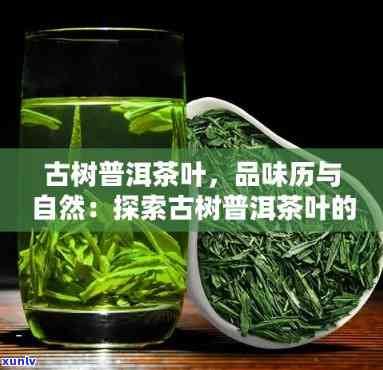 云南思古普洱茶，探索古老韵味：云南思古普洱茶的魅力与历