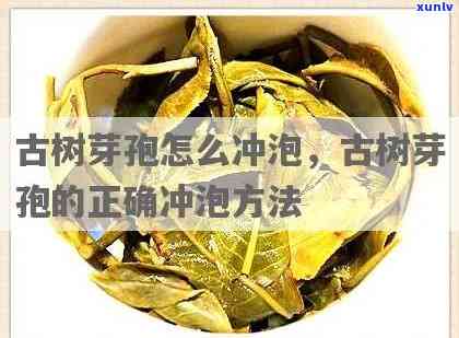 古树芽孢茶饮用 *** ，古树芽孢茶的正确冲泡与饮用 *** 