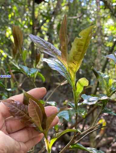 云南野生古树芽孢茶-云南野生古树芽孢茶有哪些