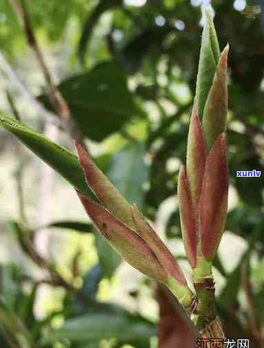 云南野生古树芽孢茶-云南野生古树芽孢茶有哪些