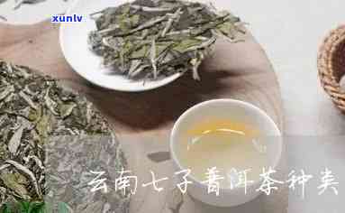 云南七子茶：普洱茶还是其他品种？