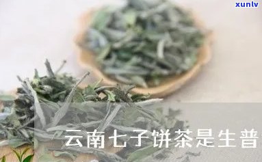 为什么叫云南七子茶-为什么叫云南七子茶呢