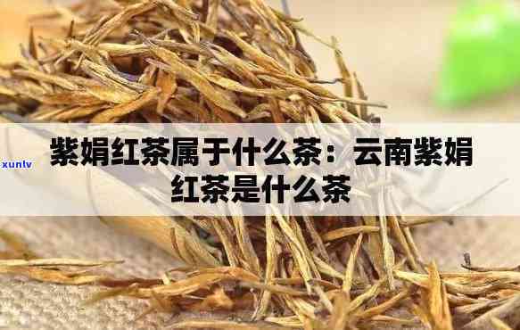 云南紫娟红茶是什么茶，「云南紫娟」是一种什么茶？——带你了解这款独特的红茶！