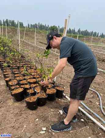 小青柑什么价格最贵的，探秘茶叶市场：小青柑的价格究竟如何？哪种最贵？