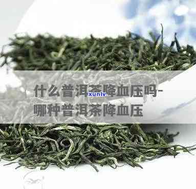 云南降血压的一种茶-云南降血压的一种茶是什么