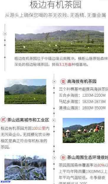 腾冲极边高山茶价格及云南腾冲极边、有机茶品种介绍