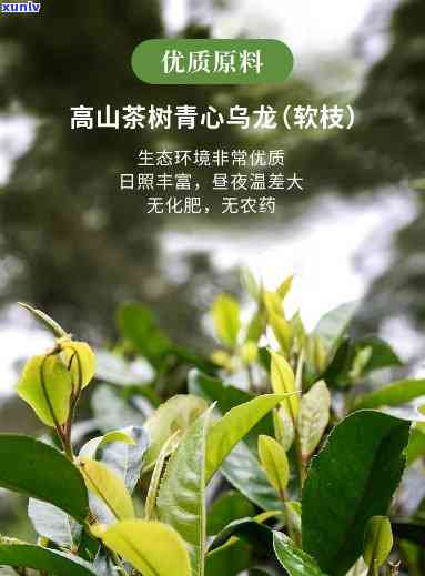 腾冲高山极边乌龙茶怎么样，《揭秘：腾冲高山极边乌龙茶的魅力何在？》