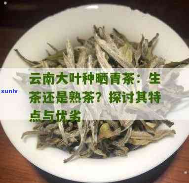 云南大叶种晒青毛茶：生茶还是熟茶？