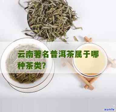 云南有什么出名的茶叶品种，探寻云南：揭秘其著名的茶叶品种