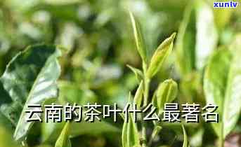 云南有什么出名的茶叶品种，探寻云南：揭秘其著名的茶叶品种