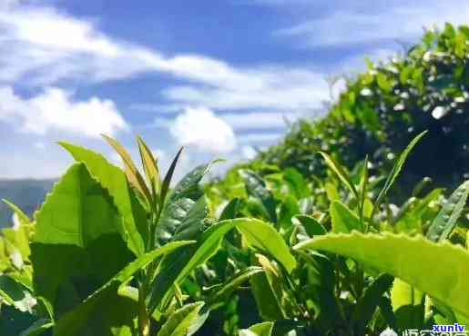 云南有什么著名的茶，探寻云南名茶：带你领略云贵高原的茶文化瑰宝