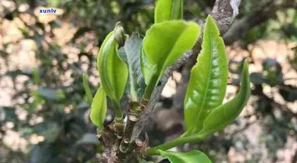 云南苦茶与甜茶区别-云南苦茶与甜茶区别在哪