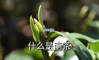 云南茶与南的区别-云南茶与南的区别是什么