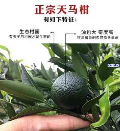 天柑茶叶的价格是多少钱一斤，探究天柑茶叶市场价格，一斤要多少钱？