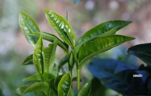 大益春尖沱茶，品味云南特色：探索大益春尖沱茶的神秘魅力