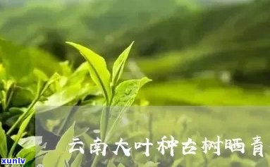 云南大叶种晒青茶存放时间：多久才能达到口感？