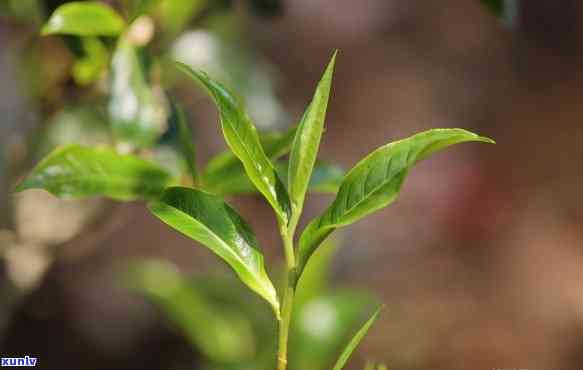 云南古树茶绿茶价格，《探寻云南古树茶的独特魅力：一份珍贵的绿茶价格指南》