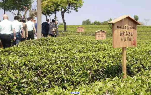 云南龙生茶业股份：探索有机茶园与高品质茶品的奥秘