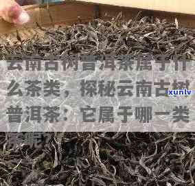 云南老树茶是绿茶吗，揭秘云南老树茶：它究竟是绿茶还是其他类型的茶？