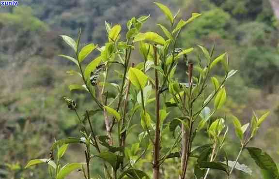 云南老树茶是绿茶吗，揭秘云南老树茶：它究竟是绿茶还是其他类型的茶？