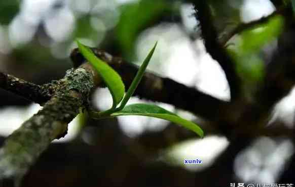 云南老树茶是绿茶吗，揭秘云南老树茶：它究竟是绿茶还是其他类型的茶？