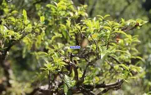 云南老树茶是绿茶吗-云南老树茶是绿茶吗还是红茶