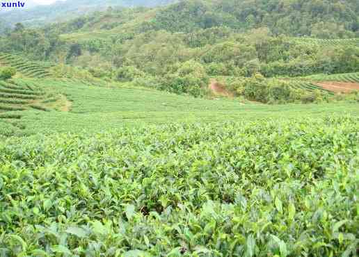 云南绿茶图片大全集高清，「高清」云南绿茶图片大全集：欣美丽的茶山风光