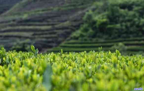 云南绿茶图片大全集高清，「高清」云南绿茶图片大全集：欣美丽的茶山风光