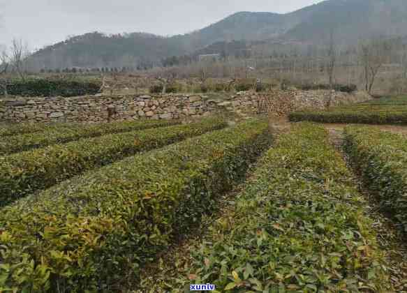 云南绿茶叶，品味云南：探寻绿色茶园的秘密