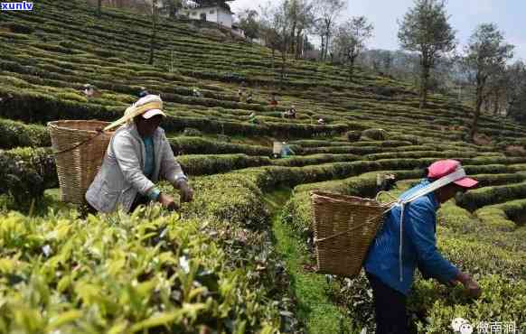 南涧县罗克茶场，探访云南南涧县罗克茶场，品味地道普洱茶的醇香