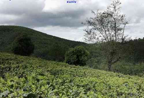 南涧县罗克茶场，探访云南南涧县罗克茶场，品味地道普洱茶的醇香