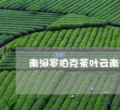 探寻熟普洱茶巅峰口感：公认喝的五大品鉴指南