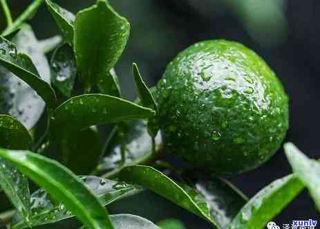 小青柑茶哪个牌子好-小青柑茶哪个牌子好喝