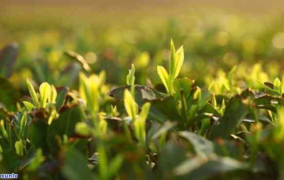 大票树碧螺春茶，品味绿意盎然：大票树碧螺春茶的魅力探索