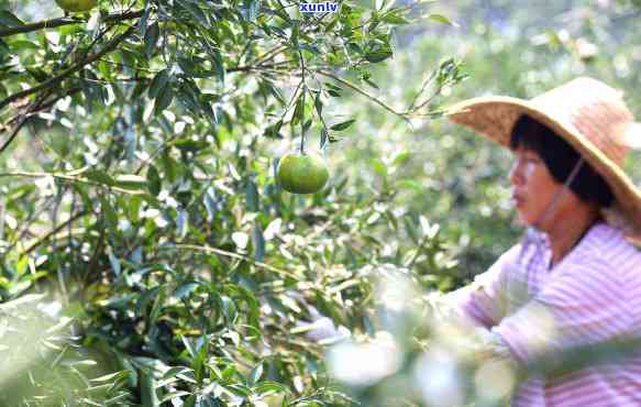 小青柑是属于什么茶？好茶吗？详解这种独特的茶品种