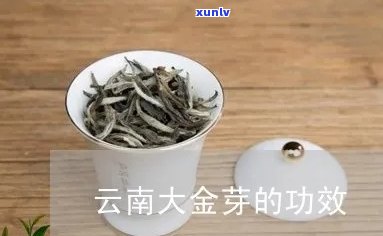 云南大金芽冲泡 *** -云南大金芽茶的功效