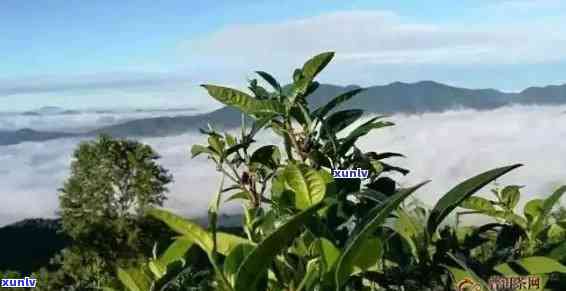 大益茶是哪个山头的，探寻茶叶之源：大益茶来自哪座山头？