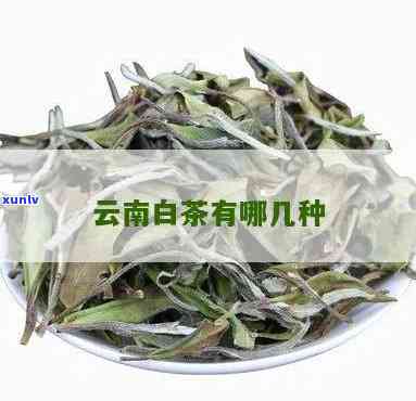 云南白茶有多少品种？请列举及其图片