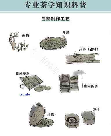 云南白茶 *** 工艺流程视频全解析