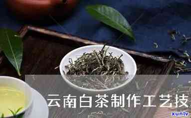 云南白茶的 *** 工艺-云南白茶的 *** 工艺流程