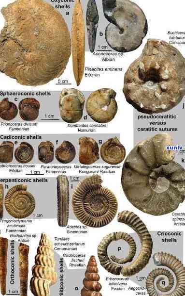 像贝壳一样的化石，珍贵的化石：揭示地球历史的贝壳状遗物