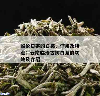 云南临沧白茶口感：探究其特点与分类