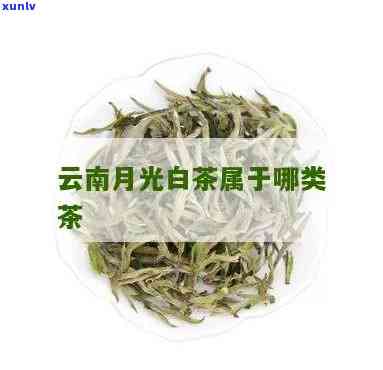 云南白月光：是白茶还是绿茶？求解！