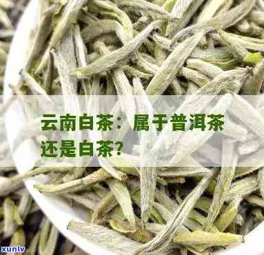 云南白茶是否属于普洱茶？探究其分类归属