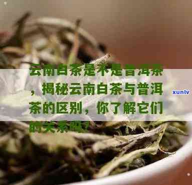 云南白茶是否属于普洱茶？探究其分类归属