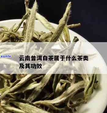 云南勐海白茶属于什么茶，揭秘云南勐海白茶：它属于哪种茶类？