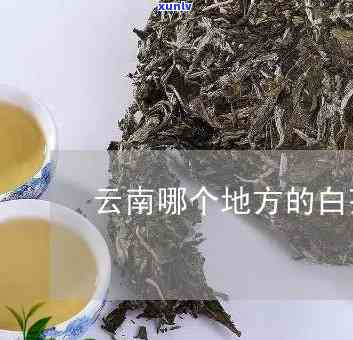 云南哪里的白茶-云南哪里的白茶喝