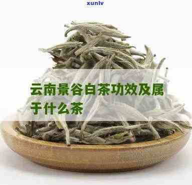 云南高山白茶的特点与作用解析